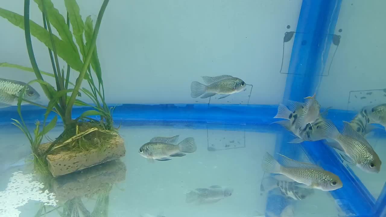 ماهی سچیلاید بلو آکارا و پرت پلار|ماهی|تبریز, |دیوار