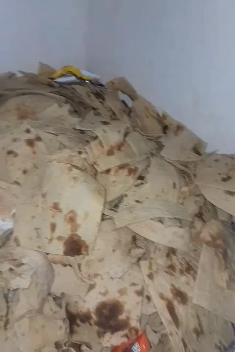 کفتر|پرنده|مشهد, دانش|دیوار