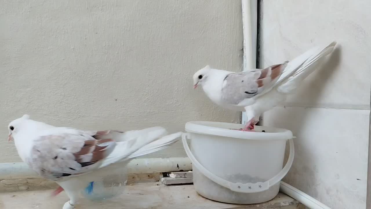 سه عدد کبوتر|پرنده|خرم‌آباد, |دیوار