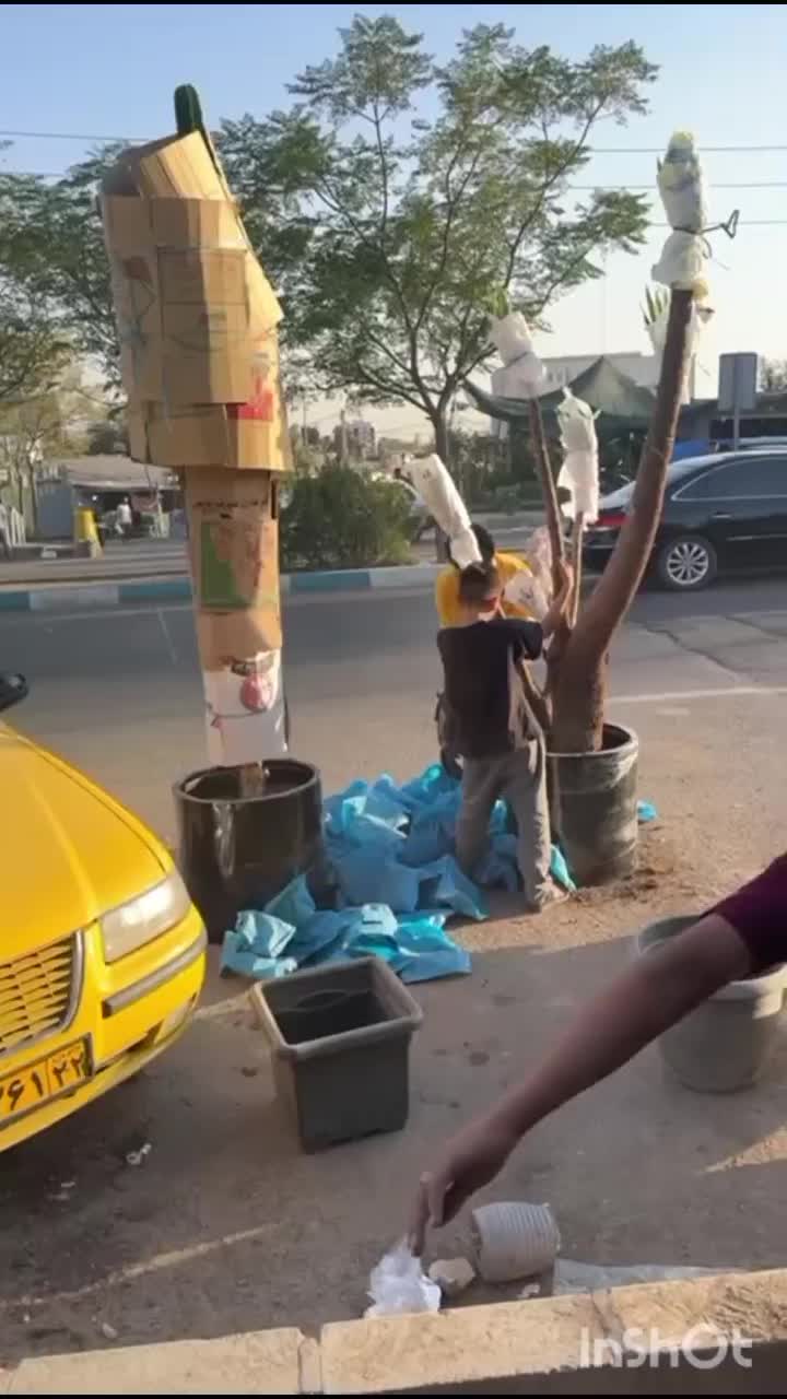 تعویض خاک گلدان در محل  کاشت باغچه وگلکاری|خدمات باغبانی و درختکاری|تهران, ونک|دیوار