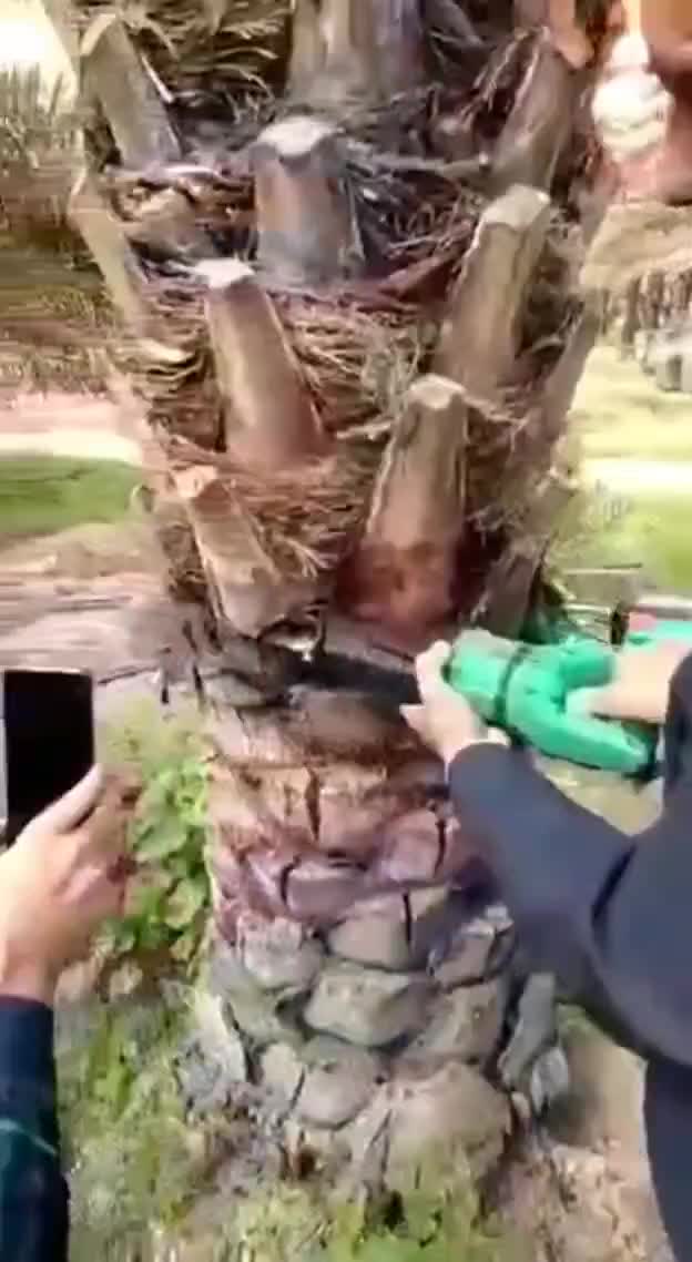 اره درخت گرازی هرس خرما(اقساط ابزار ملت)|ابزارآلات|کرمان, |دیوار