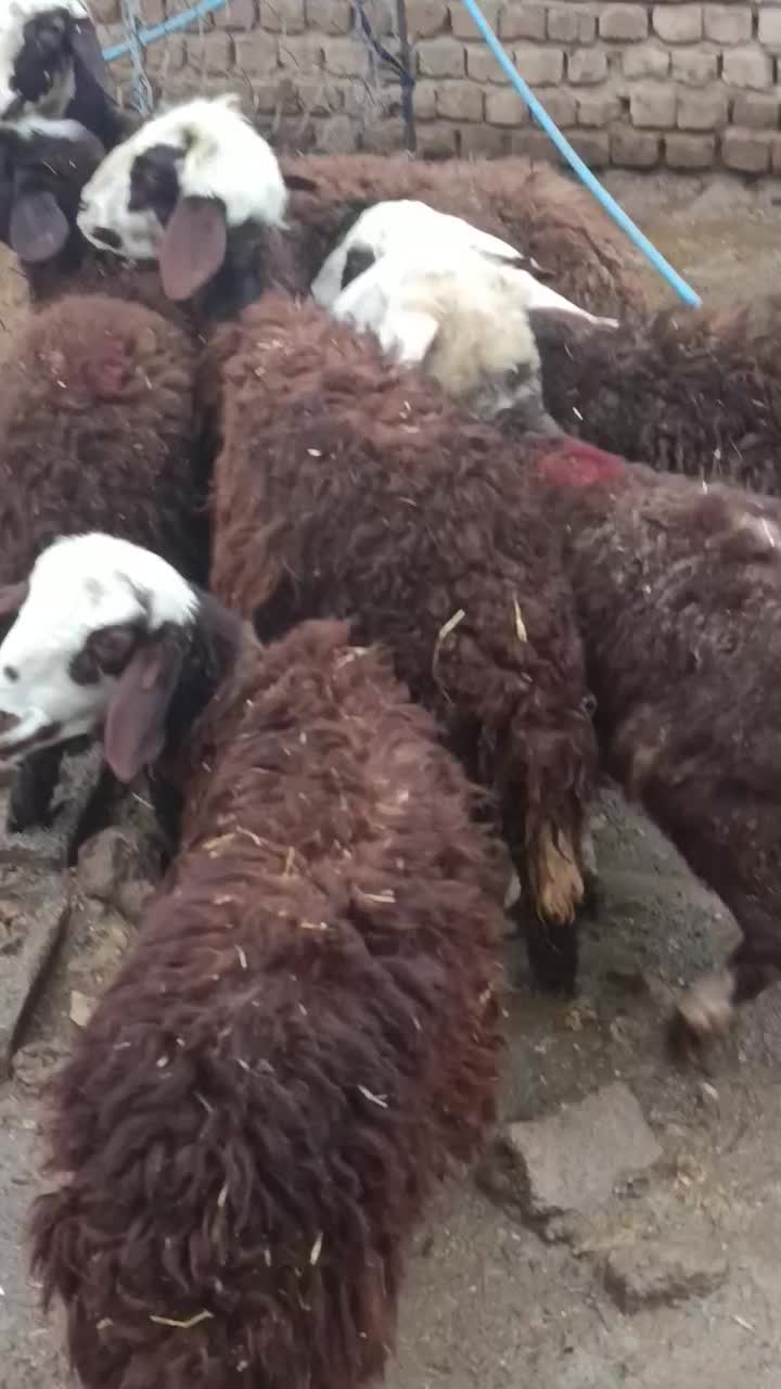 بره نر ماده غزل افشار|حیوانات مزرعه|خرمآباد, |دیوار