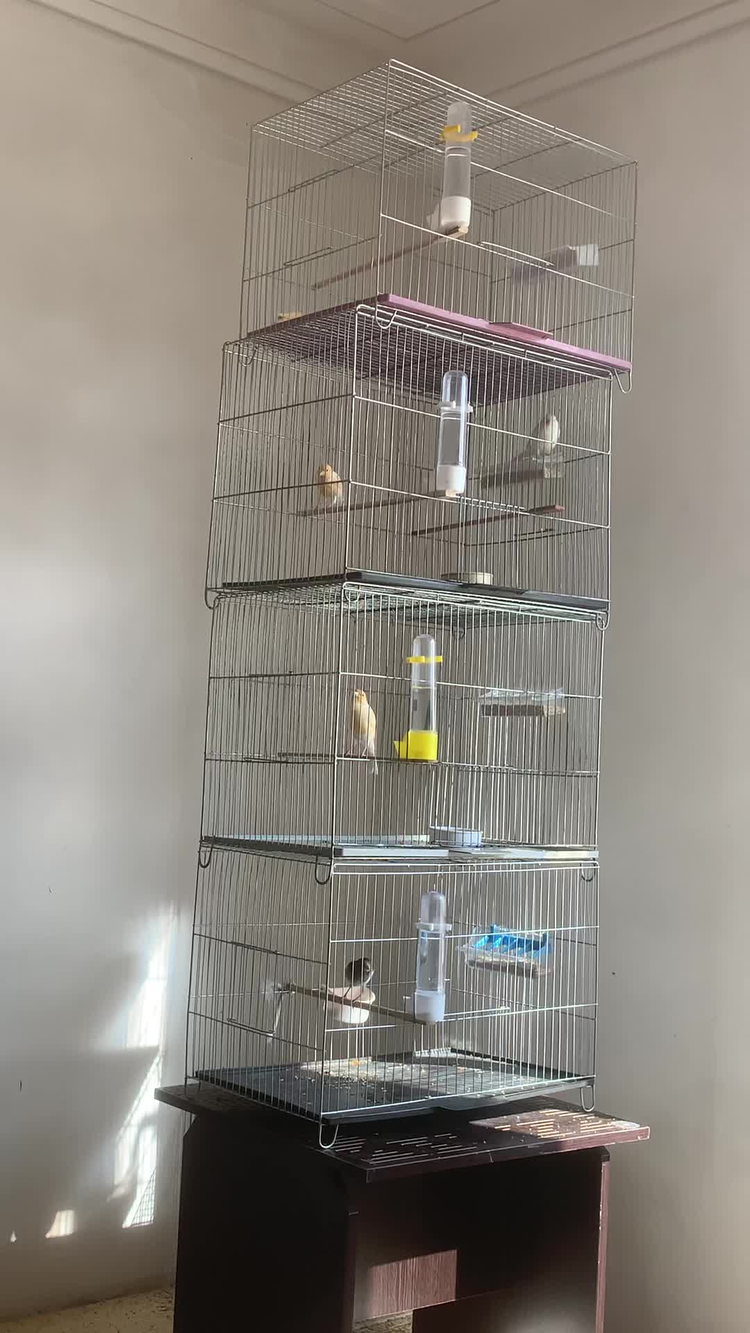 دوجفت قناری مست|پرنده|ملایر, |دیوار