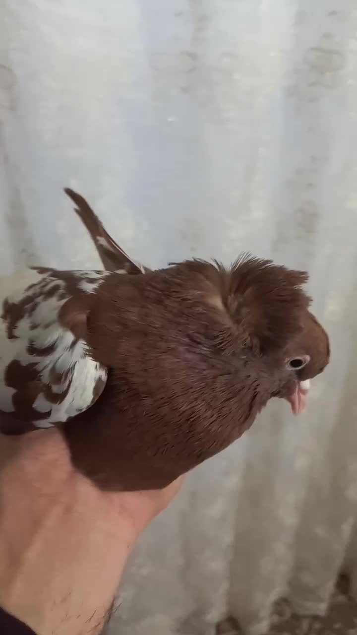 کبوتر|پرنده|تبریز, |دیوار