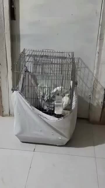 یک جفت عروس هلندی نر سخنگو ماده جوجه سه ماهه هست|پرنده|شیراز, شاهچراغ|دیوار