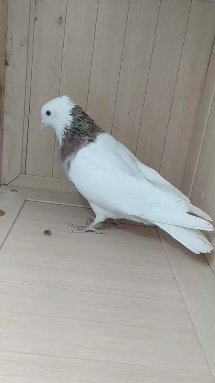 طوقی|پرنده|ایوان, |دیوار