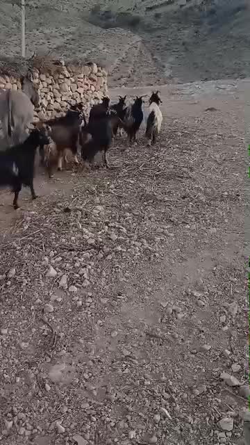 بز محلی|حیوانات مزرعه|جهرم, |دیوار