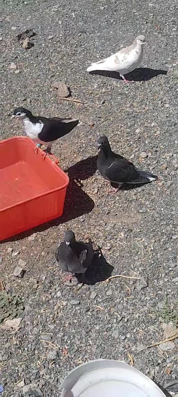 کفتر|پرنده|جلگه رخ, |دیوار