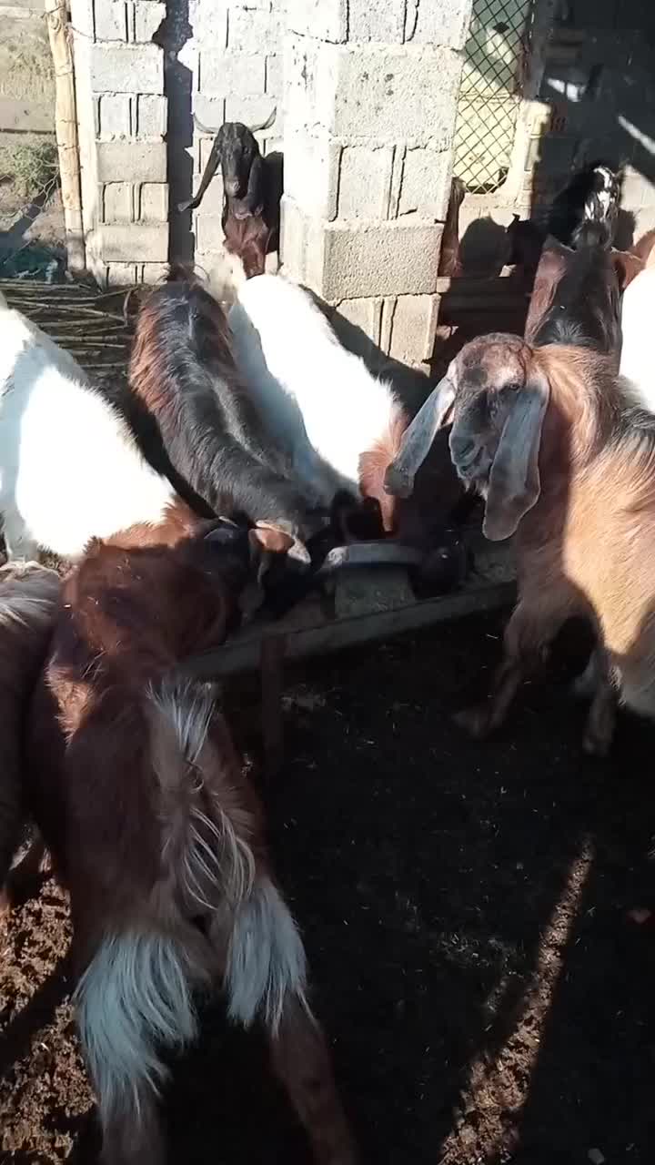 فروش‌بزغاله‌های‌چاق‌‌نر|حیوانات مزرعه|سیمین شهر, |دیوار