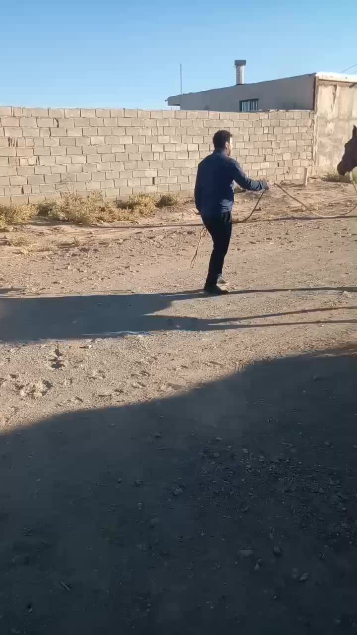 کره نریان|اسب و تجهیزات اسبسواری|سیرجان, |دیوار