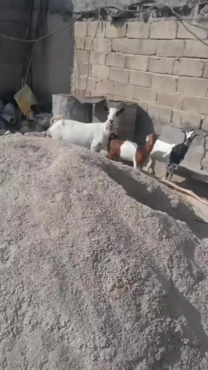 بز دوکهری با دوعدد کهره|حیوانات مزرعه|میناب, |دیوار