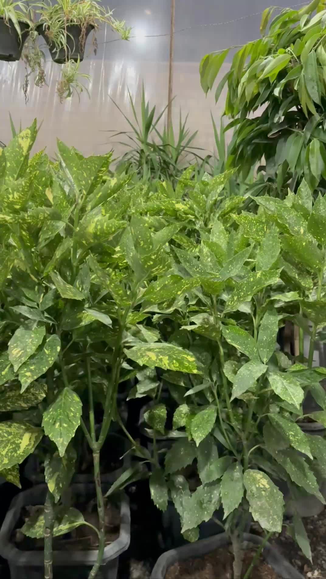 گل آکوبا|گل و گیاه طبیعی|بیرجند, |دیوار