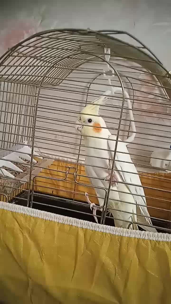 عروس هلندی لوتینو|پرنده|تهران, فلاح|دیوار