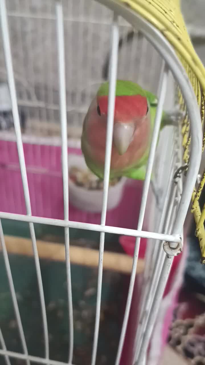 کوتوله سخنگو|پرنده|نجف‌آباد, یزدانشهر|دیوار