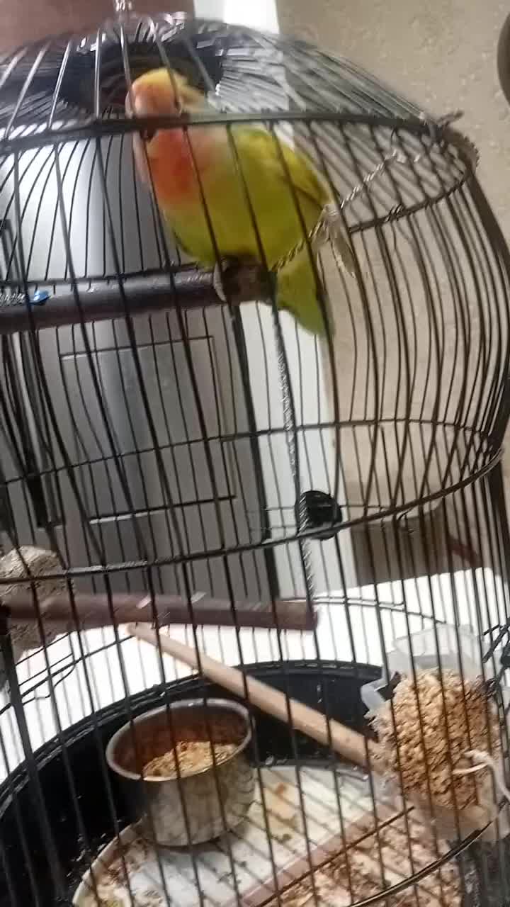 طوطی برزیلی|پرنده|قرچک, پویینک|دیوار