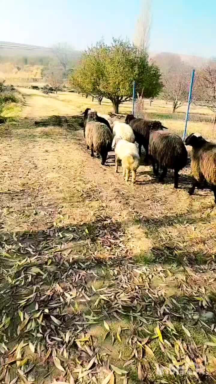 35راس گوسفندشیشک ابستن|حیوانات مزرعه|نالوس, |دیوار