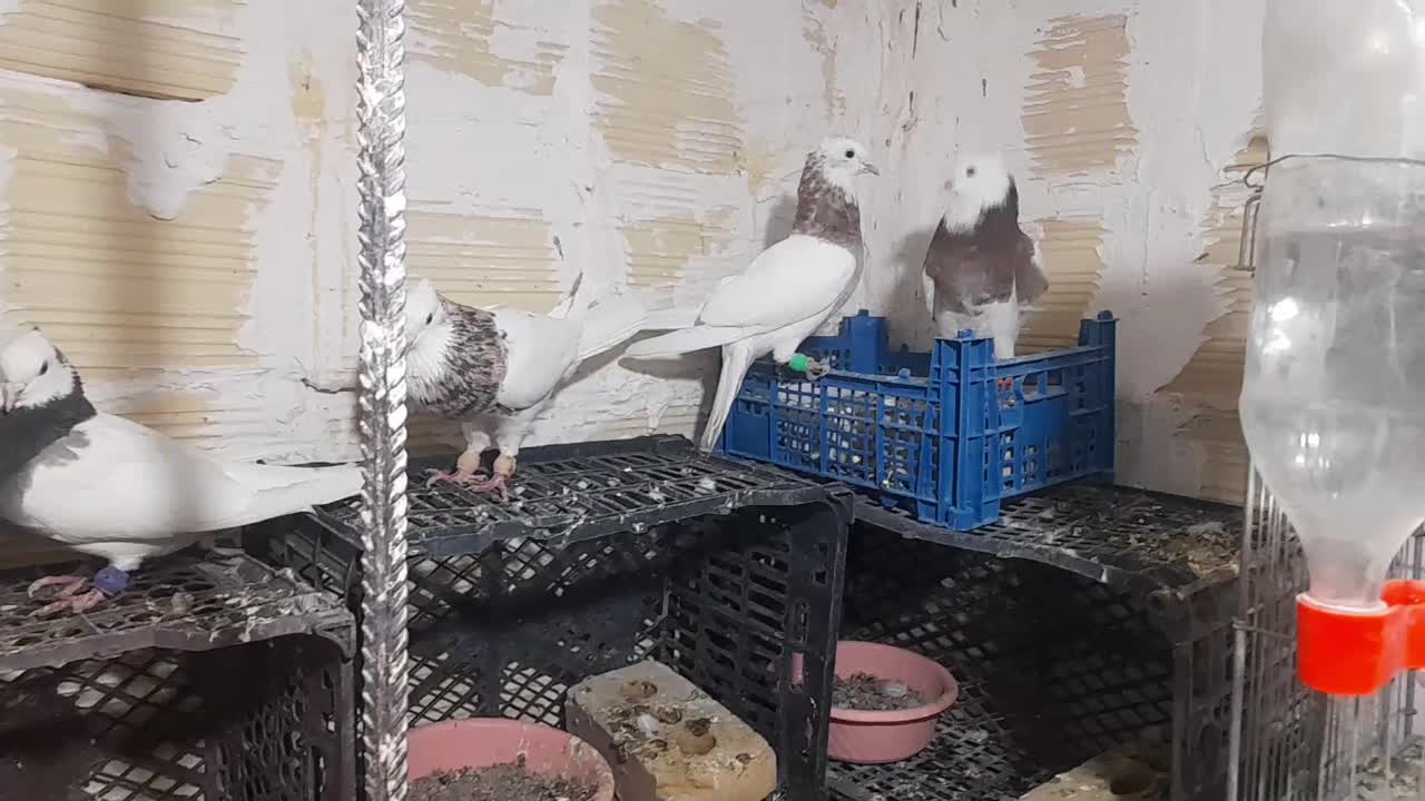 طوقی پاک|پرنده|شاهرود, |دیوار