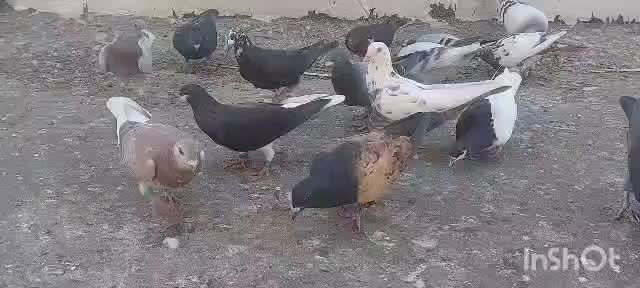 کبوتر ماده|پرنده|کنار تخته و کمار, |دیوار