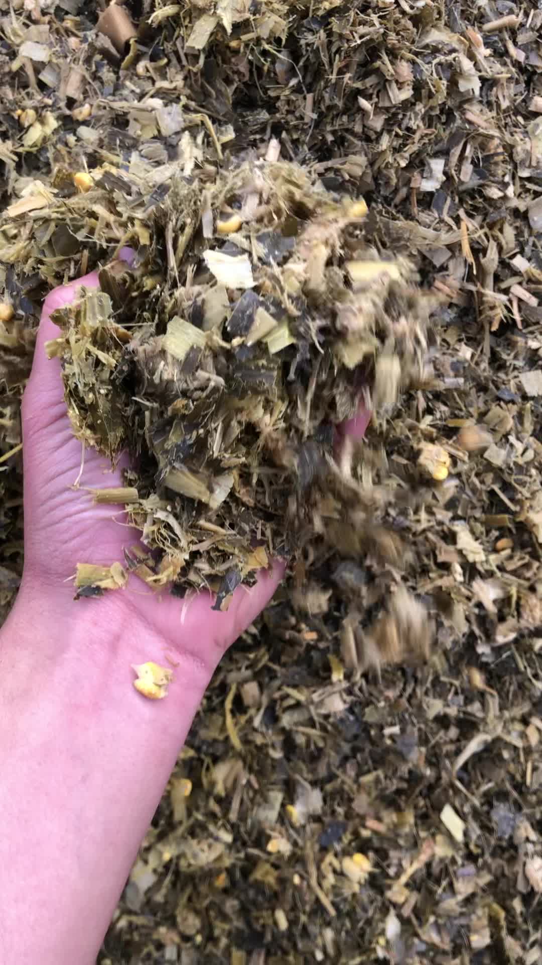 علوفه ذرت کشت اول|عمده‌فروشی|نقده, |دیوار