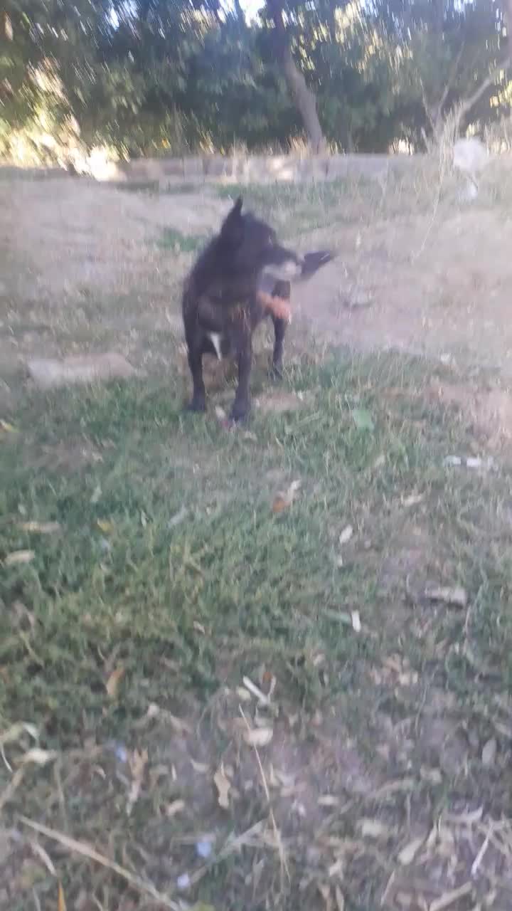 سلام واگذاری دهان پاک ب شرط|سگ|رزن, |دیوار