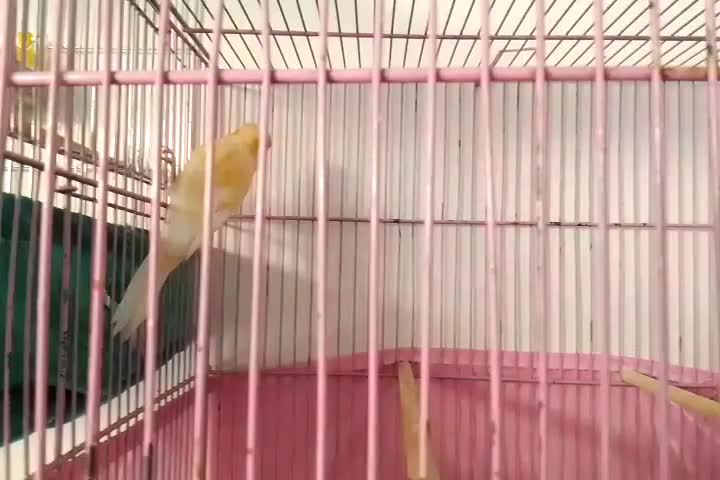 قناری نر سوپری درشت|پرنده|تهران, قصر فیروزه ۱|دیوار