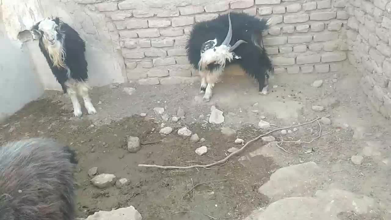 بزغاله فروشی چاق|حیوانات مزرعه|درمیان, |دیوار