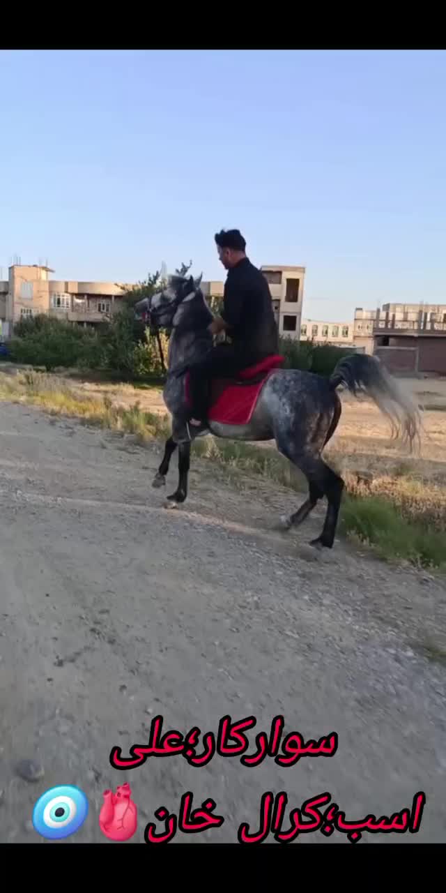 اسب نژاد دار|اسب و تجهیزات اسب‌سواری|میاندوآب, |دیوار