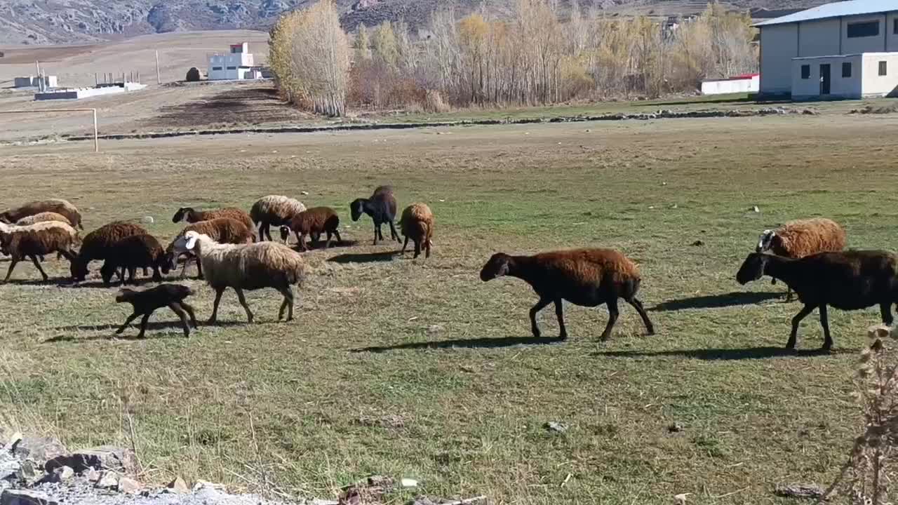 ۲۰ راس گوسفند|حیوانات مزرعه|ویلکیج, |دیوار