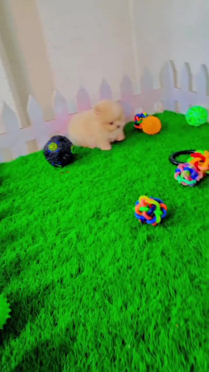 پامرانین خرسی/پودل/شیتزو/سگ فنجونی|سگ|اصفهان, پینارت|دیوار