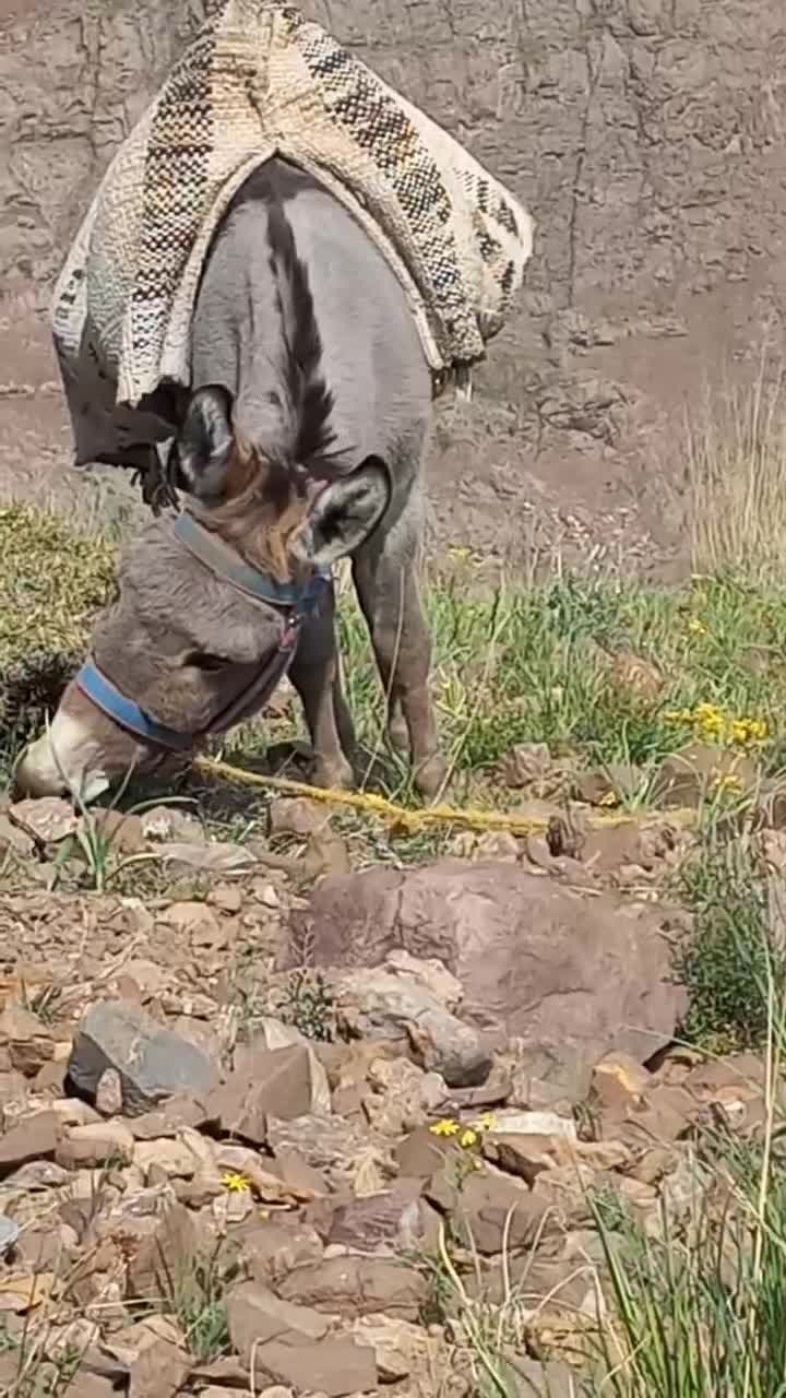 الاغ نر|حیوانات مزرعه|لواسان, |دیوار