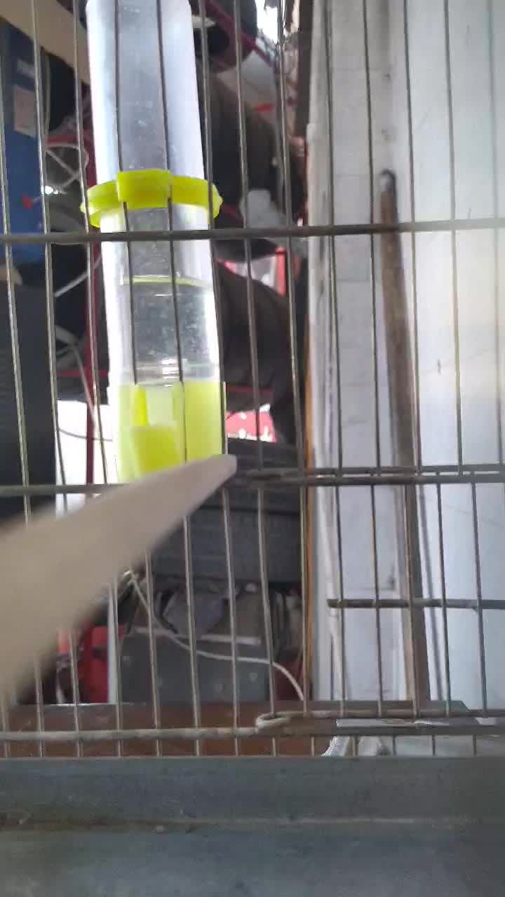 جوجه سهره کرمانی نر درجه یک|پرنده|کرمانشاه, |دیوار