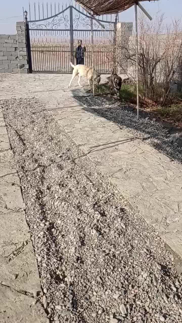 سگ گله|سگ|مه ولات, |دیوار