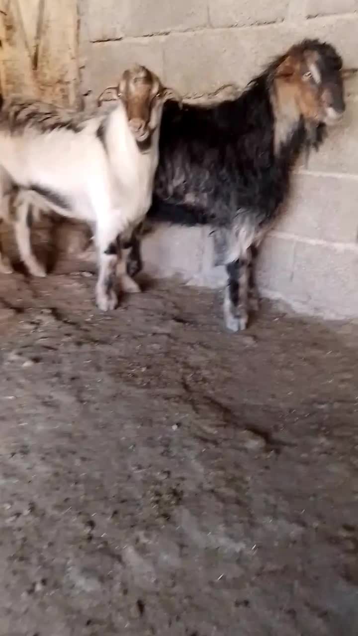 دو بزغاله نر نژاد سه قلو|حیوانات مزرعه|ملکشاهی, |دیوار