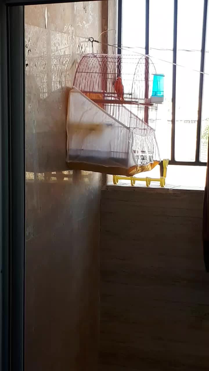 قناری نر مست همراه باقفس|پرنده|بندر ماهشهر, |دیوار