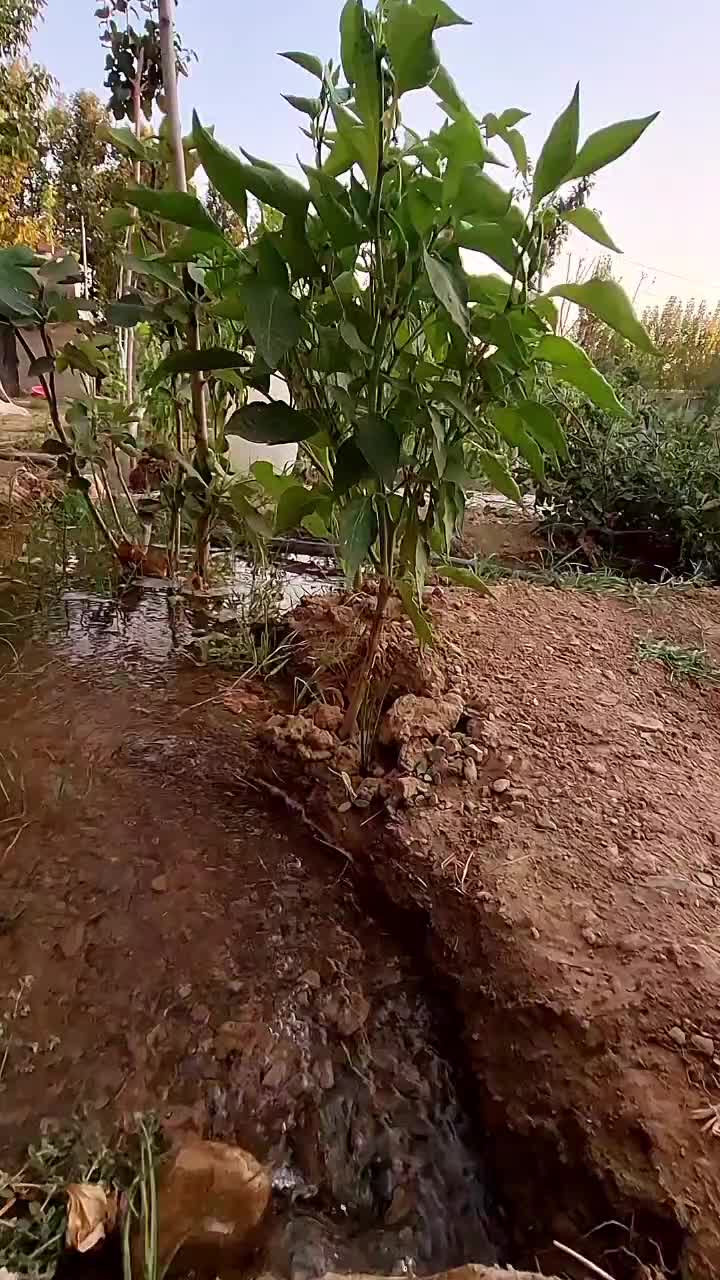 1050متر باغچه چهاردیواری، کردان با کاربری باغویلا|فروش زمین و ملک کلنگی|هشتگرد, طاووسیه|دیوار