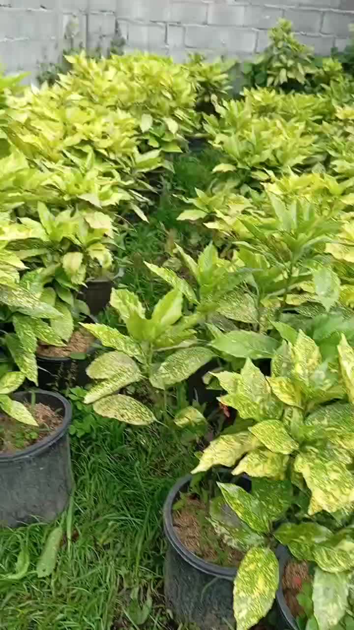 اکو با ژاپونی|گل و گیاه طبیعی|رامسر, |دیوار