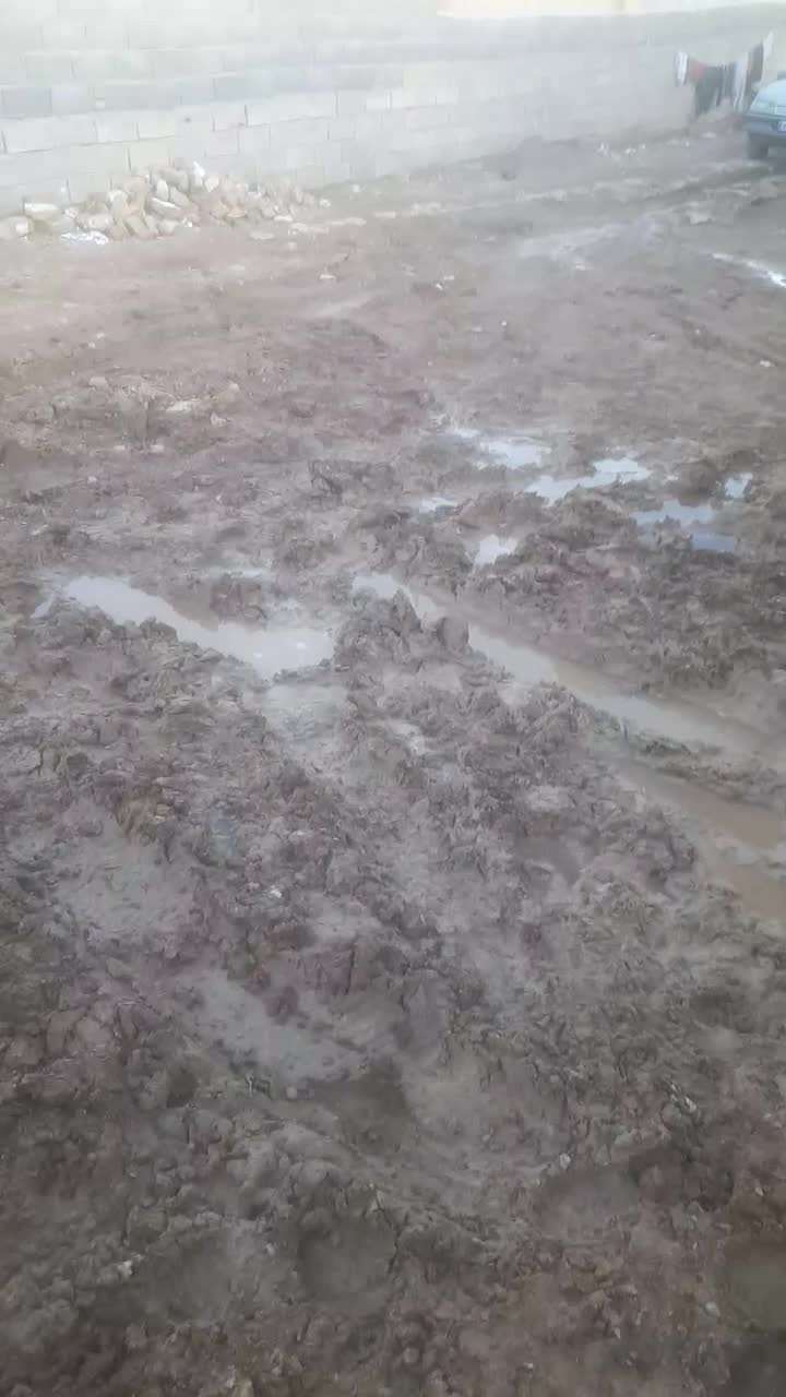 اسب مادیان|اسب و تجهیزات اسبسواری|دوتپه, |دیوار