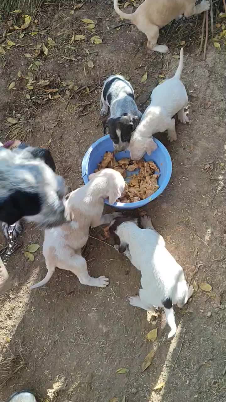 توله شکاری یا دمبلانی عالی موقع یادگیری هستن|سگ|مینودشت, |دیوار