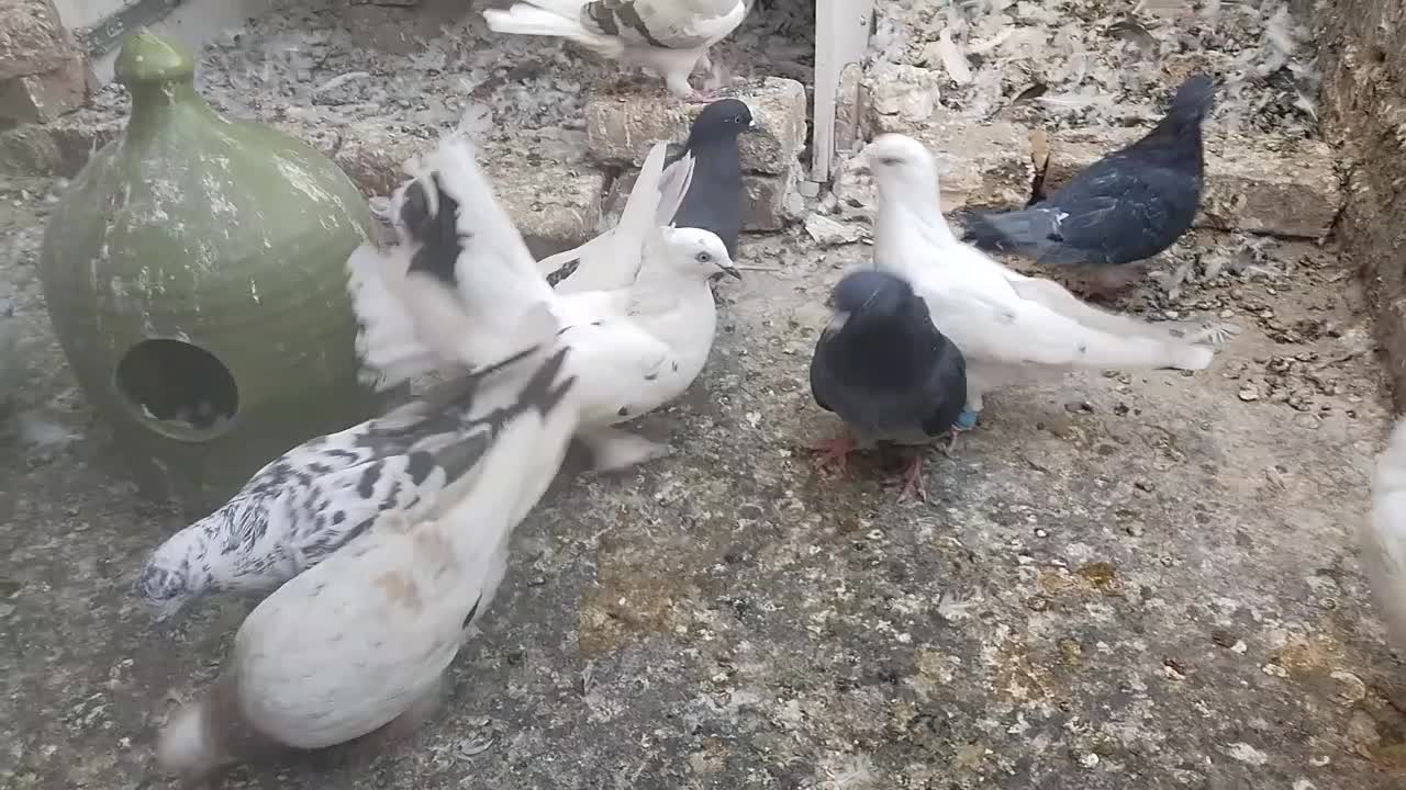 کفتر دم چتری کاکلی پا پر|پرنده|خاوران, |دیوار