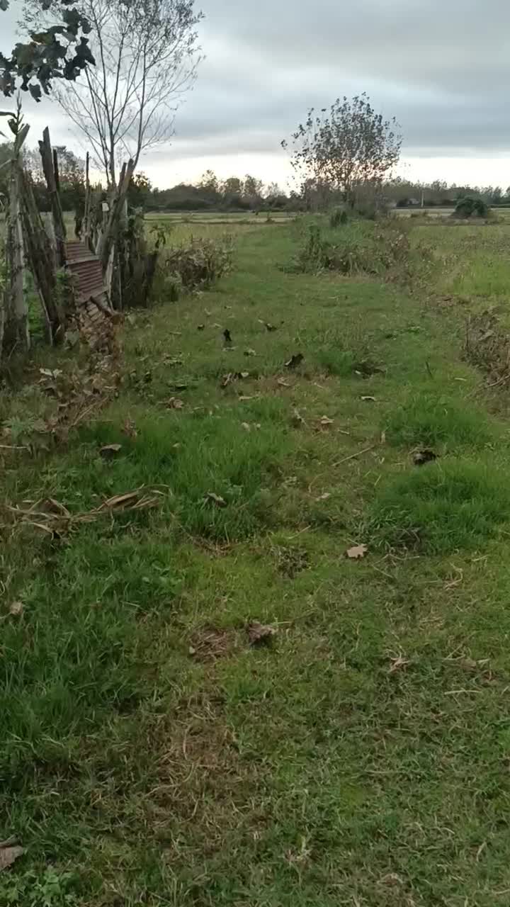 زمین کشاورزی|فروش دفتر صنعتی، کشاورزی، تجاری|خمام, |دیوار