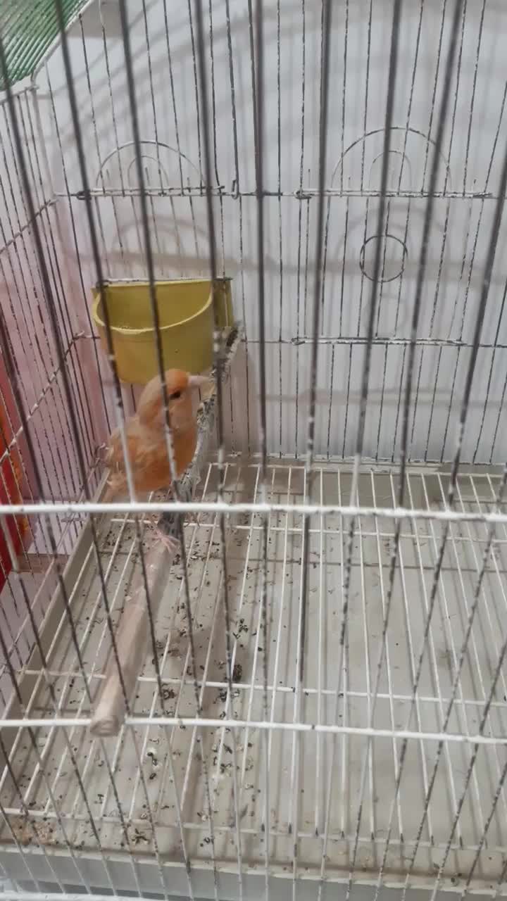 یک عدد قناری ماده سینه سرخ|پرنده|کرمان, |دیوار