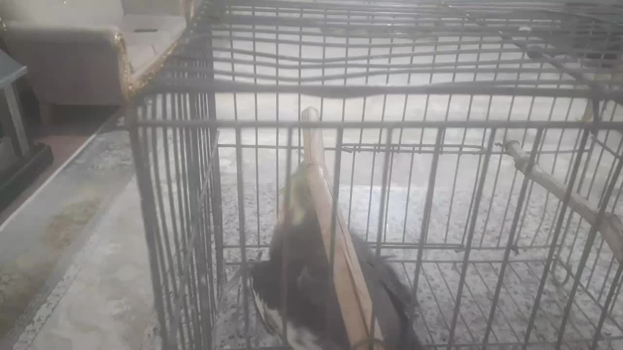 یک عروس هلندی نر بالغ|پرنده|کبودرآهنگ, |دیوار