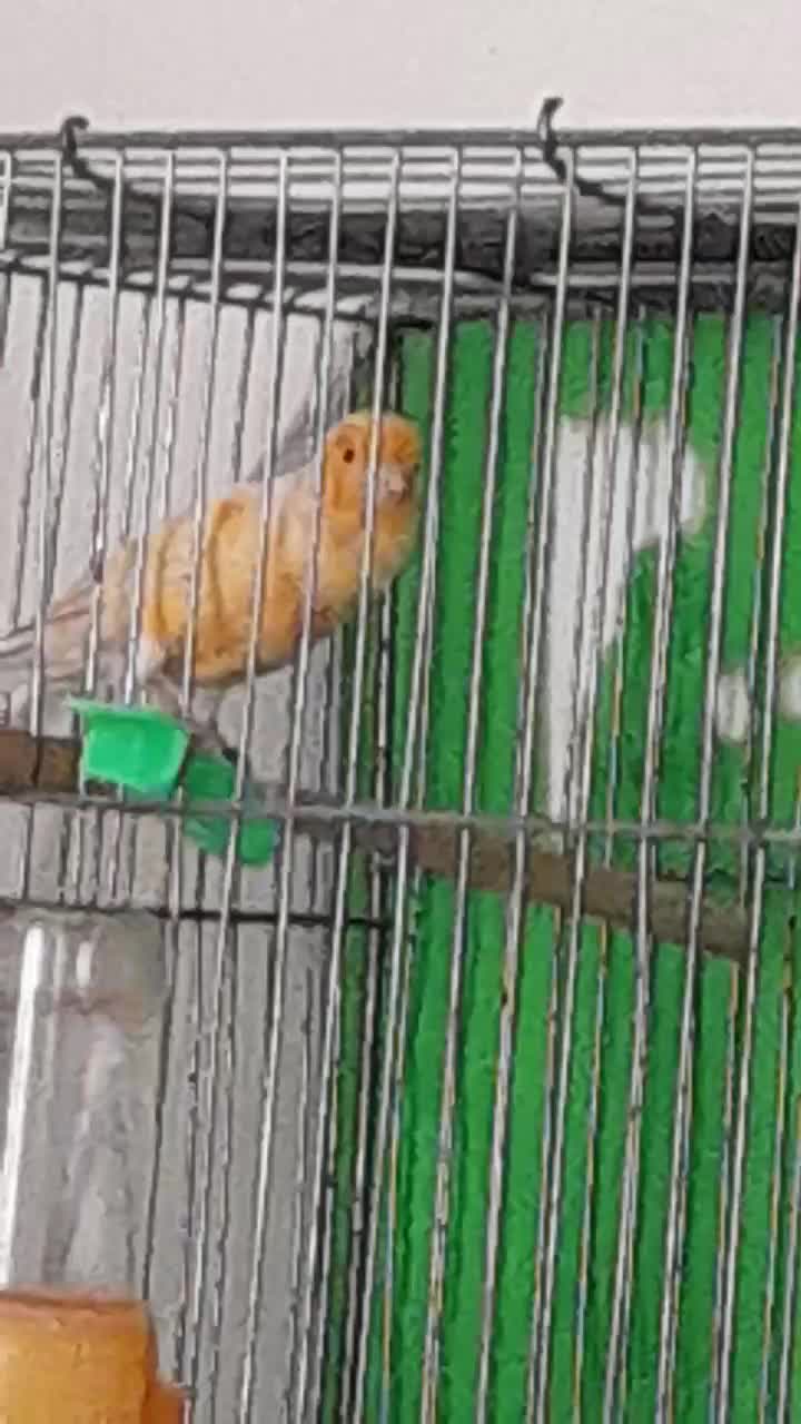 نر سرخ شلاقی|پرنده|مشهد, شهرک مهر آباد|دیوار