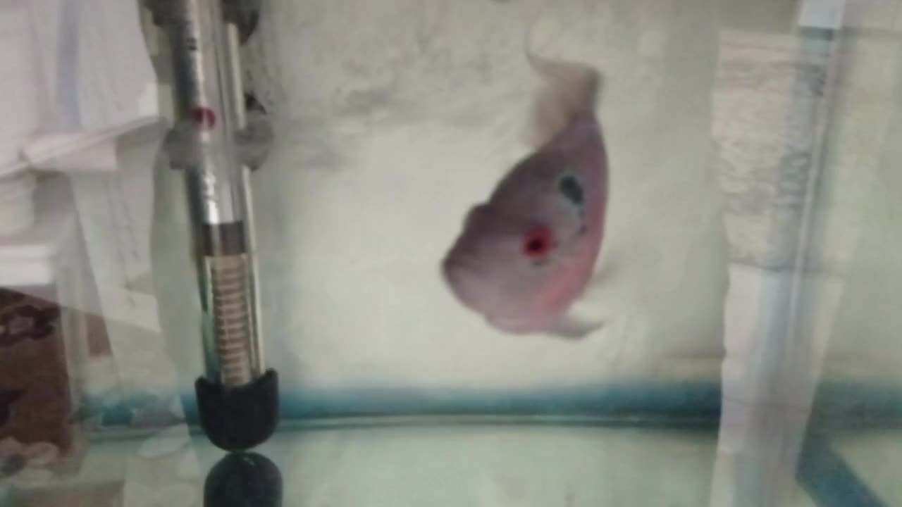 ماهی آکواریومی|ماهی|اردبیل, |دیوار