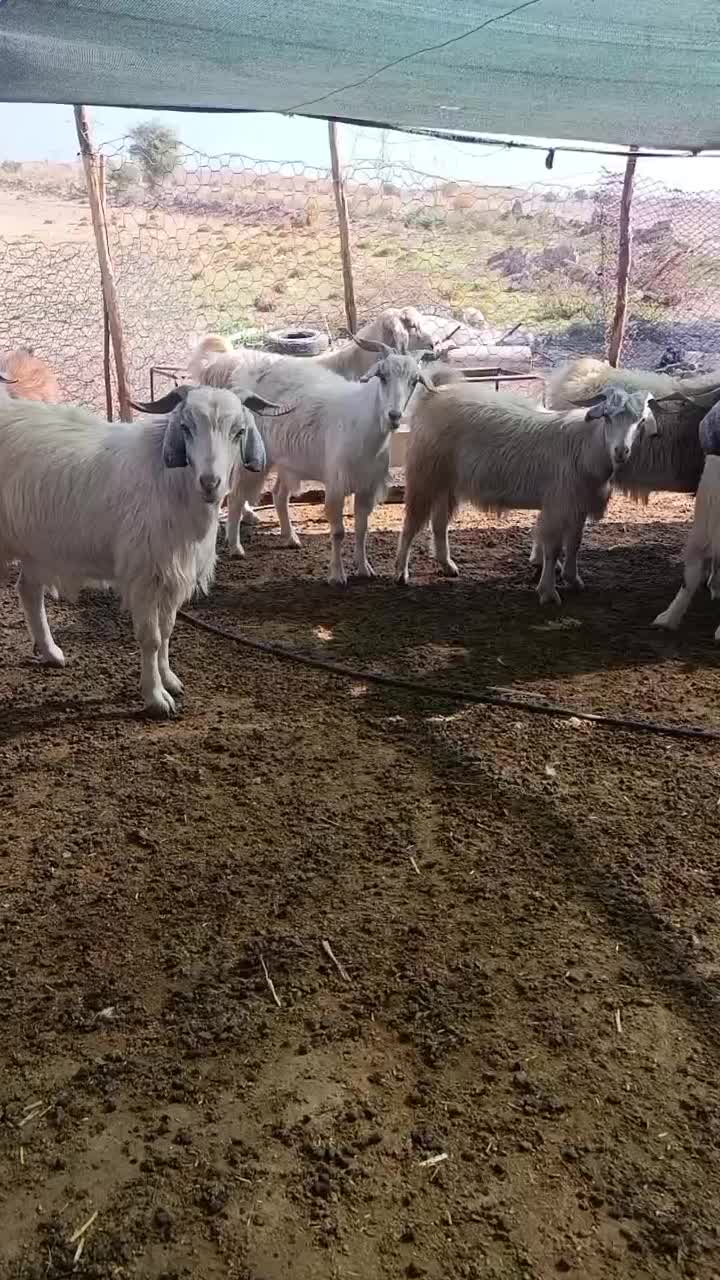 10راس چپش|حیوانات مزرعه|جیرفت, |دیوار