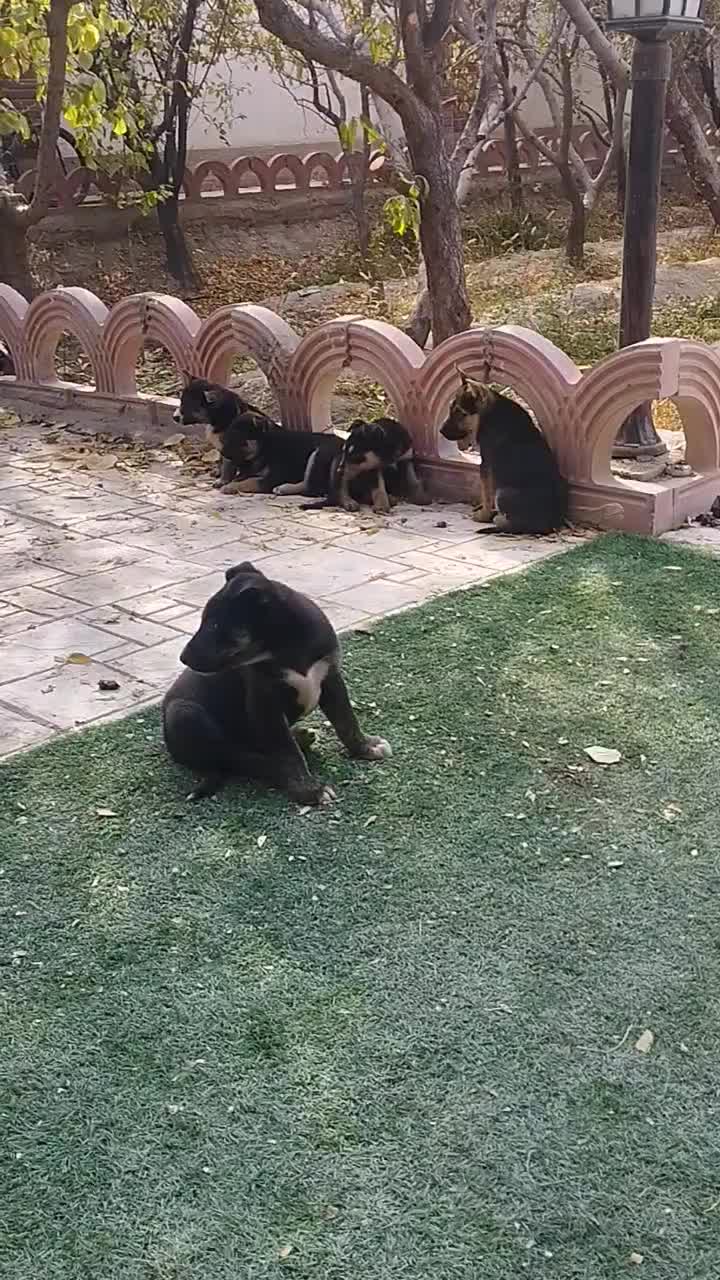 توله سگ های بامزه و باهوش|سگ|شهریار, شهریار|دیوار