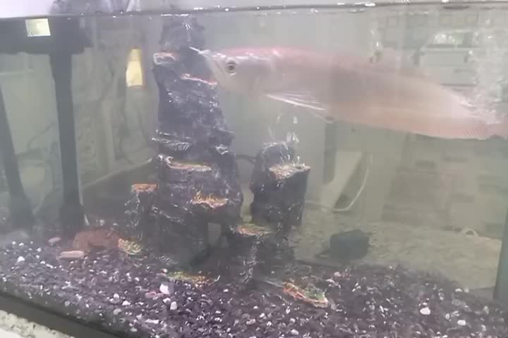 ماهیا آروانا ۳۵ سانتی|ماهی|رفسنجان, |دیوار