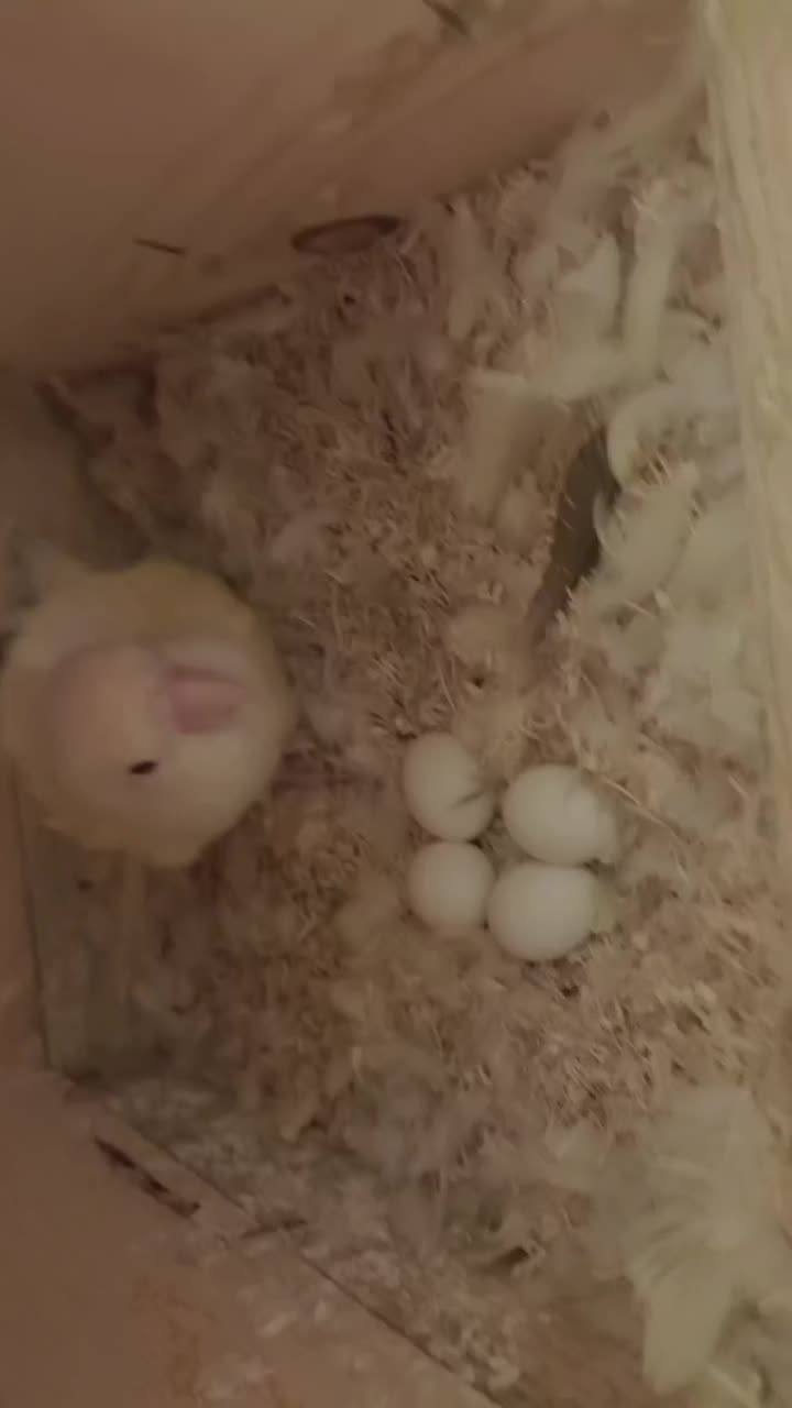 طوطی برزیلی رو تخم|پرنده|دوگنبدان, |دیوار