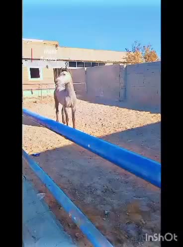 فروش اسب|اسب و تجهیزات اسب‌سواری|سیرجان, |دیوار