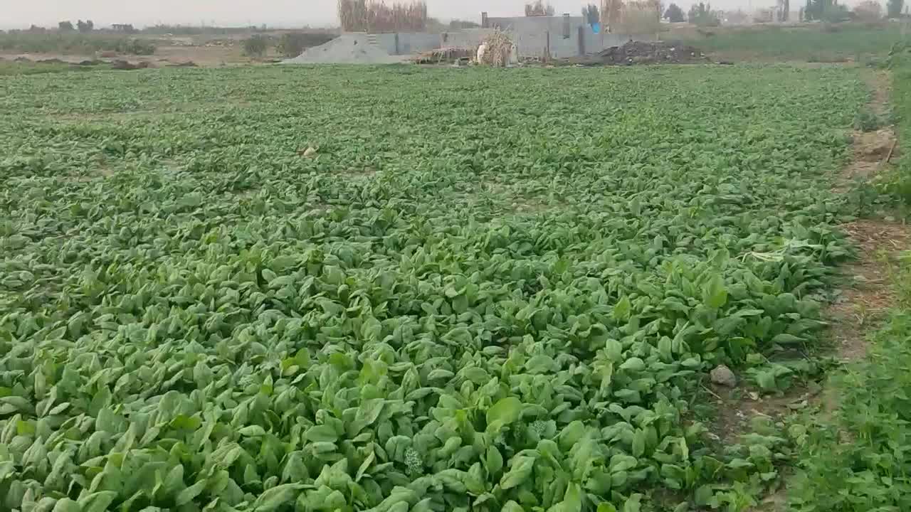 اسفناج بسیار تازه و ارگانیک|خوردنی و آشامیدنی|گرگان, |دیوار